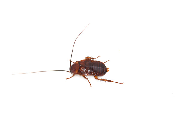 insekti brod