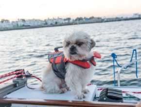 Psi i mačke na brodu