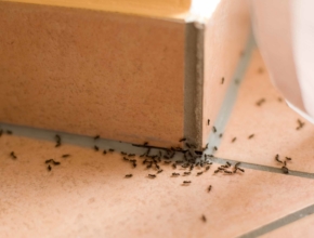 Najjednostavniji načini da se riješite mrava iz kuće ili stana