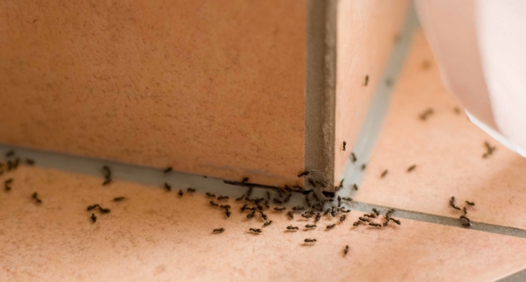 Najjednostavniji načini da se riješite mrava iz kuće ili stana