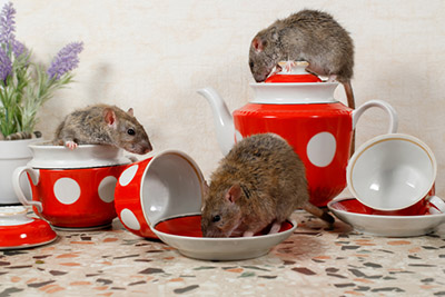 miševi u kući