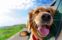 Prijevoz životinja u automobilu – kako održavati čistoću?