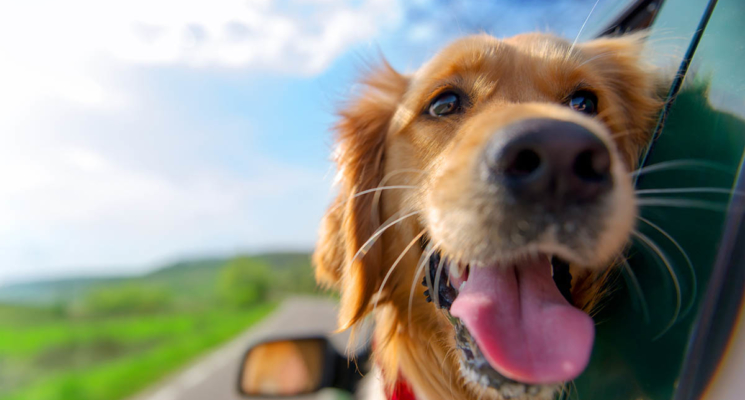 Prijevoz životinja u automobilu – kako održavati čistoću?